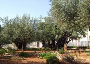 taman getsemani israel
